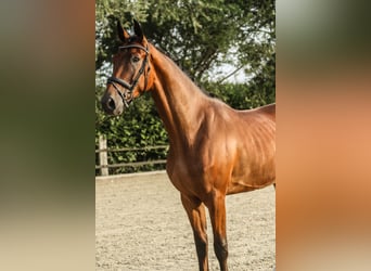Westfaal, Ruin, 3 Jaar, 172 cm, Bruin