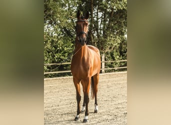 Westfaal, Ruin, 3 Jaar, 172 cm, Bruin
