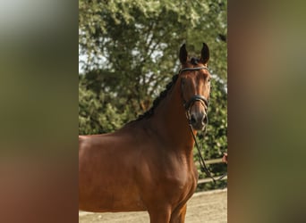Westfaal, Ruin, 3 Jaar, 172 cm, Bruin