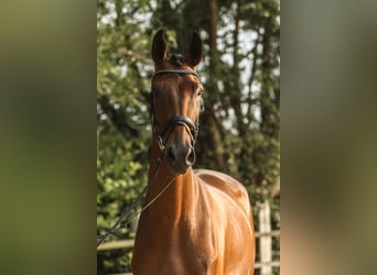 Westfaal, Ruin, 3 Jaar, 172 cm, Bruin