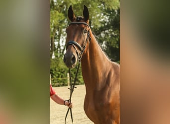 Westfaal, Ruin, 3 Jaar, 172 cm, Bruin