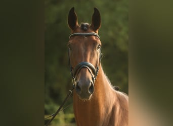 Westfaal, Ruin, 3 Jaar, 172 cm, Bruin