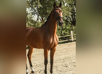Westfaal, Ruin, 3 Jaar, 172 cm, Bruin