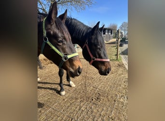 Westfaal, Ruin, 3 Jaar, 172 cm, Donkerbruin