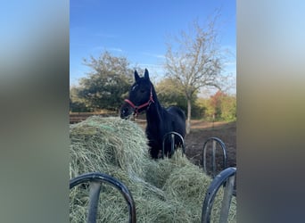 Westfaal, Ruin, 3 Jaar, 172 cm, Donkerbruin