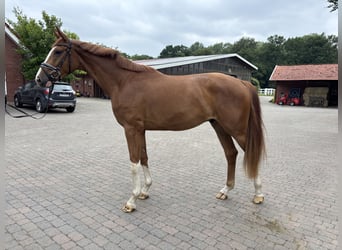 Westfaal, Ruin, 3 Jaar, 172 cm, Vos