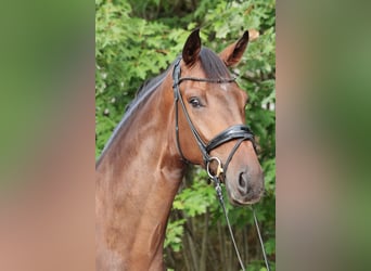 Westfaal, Ruin, 3 Jaar, 173 cm, Donkerbruin