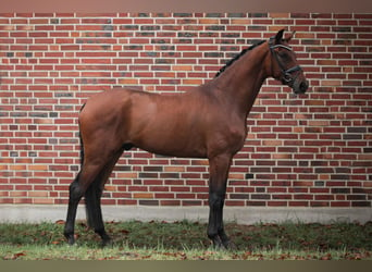 Westfaal, Ruin, 3 Jaar, 174 cm, Bruin