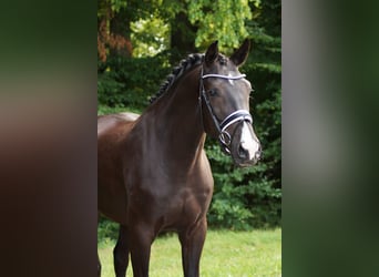 Westfaal, Ruin, 3 Jaar, 174 cm, Zwart