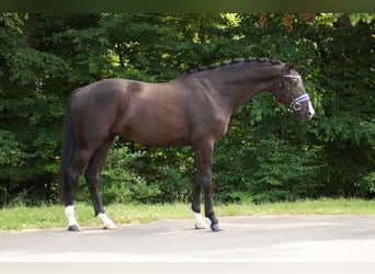 Westfaal, Ruin, 3 Jaar, 174 cm, Zwart