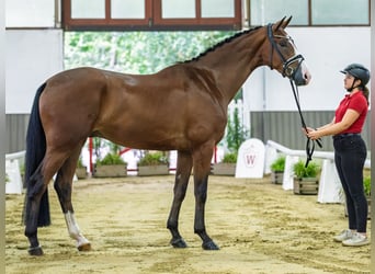 Westfaal, Ruin, 3 Jaar, 175 cm, Bruin