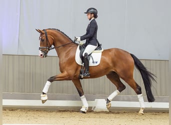 Westfaal, Ruin, 3 Jaar, 175 cm, Bruin