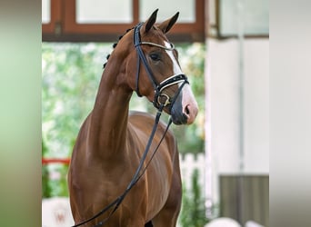 Westfaal, Ruin, 3 Jaar, 175 cm, Bruin