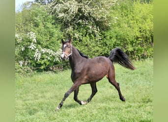 Westfaal, Ruin, 3 Jaar