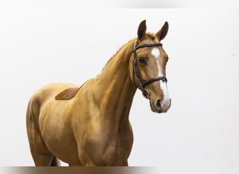 Westfaal, Ruin, 4 Jaar, 160 cm