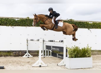 Westfaal, Ruin, 4 Jaar, 160 cm, Vos