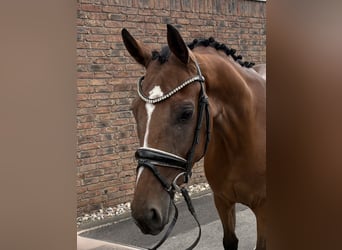 Westfaal, Ruin, 4 Jaar, 162 cm, Bruin