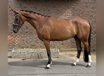 Westfaal, Ruin, 4 Jaar, 162 cm, Bruin