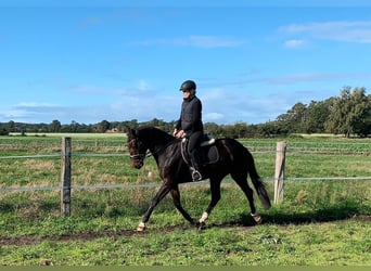 Westfaal, Ruin, 4 Jaar, 162 cm, Donkerbruin