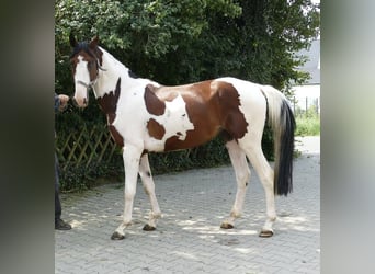 Westfaal, Ruin, 4 Jaar, 162 cm, Gevlekt-paard