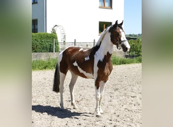 Westfale, Wallach, 4 Jahre, 162 cm, Schecke