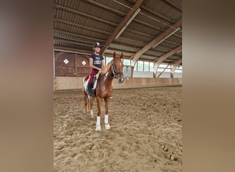 Westfaal, Ruin, 4 Jaar, 162 cm, Vos Westfaal, Ruin, 4 Jaar, 162 cm, Vos