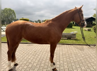 Westfaal, Ruin, 4 Jaar, 162 cm, Vos