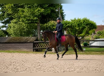 Westfaal, Ruin, 4 Jaar, 163 cm, Bruin