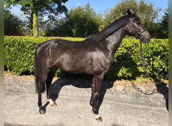 Westfaal, Ruin, 4 Jaar, 163 cm, Bruin