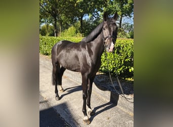 Westfaal, Ruin, 4 Jaar, 163 cm, Bruin