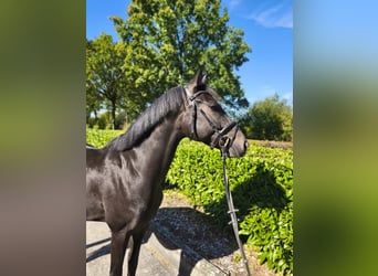 Westfaal, Ruin, 4 Jaar, 163 cm, Bruin