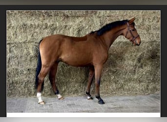 Westfaal, Ruin, 4 Jaar, 163 cm, Bruin