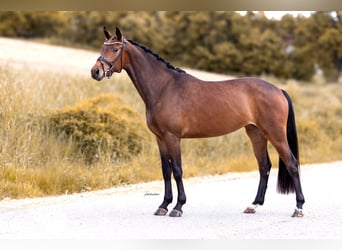 Westfaal, Ruin, 4 Jaar, 163 cm, Donkerbruin