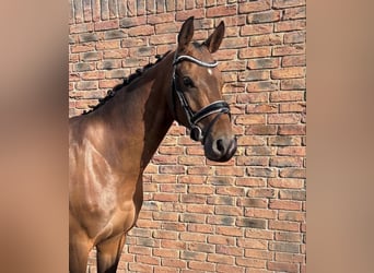 Westfaal, Ruin, 4 Jaar, 163 cm, Donkerbruin