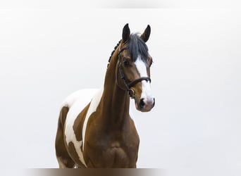 Westfaal, Ruin, 4 Jaar, 163 cm