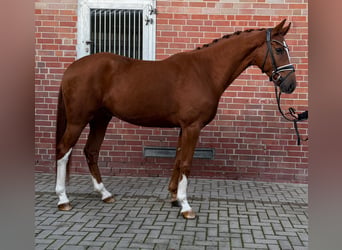 Westfaal, Ruin, 4 Jaar, 163 cm, Vos