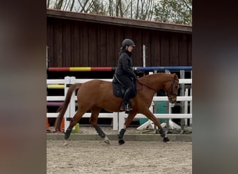 Westfaal, Ruin, 4 Jaar, 163 cm, Vos