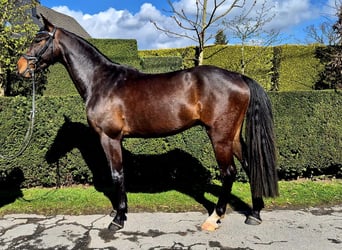 Westfaal, Ruin, 4 Jaar, 164 cm, Donkerbruin
