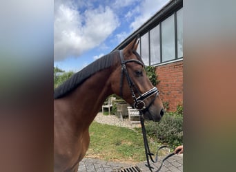 Westfaal, Ruin, 4 Jaar, 165 cm, Bruin