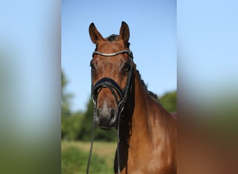 Westfaal, Ruin, 4 Jaar, 165 cm, Bruin