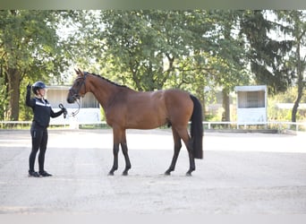 Westfaal, Ruin, 4 Jaar, 165 cm, Bruin