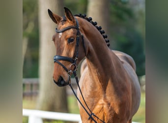 Westfaal, Ruin, 4 Jaar, 165 cm, Bruin