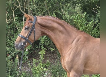 Westfaal, Ruin, 4 Jaar, 165 cm, Donkere-vos
