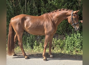 Westfaal, Ruin, 4 Jaar, 165 cm, Donkere-vos