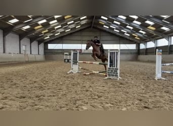 Westfaal, Ruin, 4 Jaar, 165 cm, Roodvos