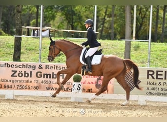 Westfaal, Ruin, 4 Jaar, 165 cm, Vos