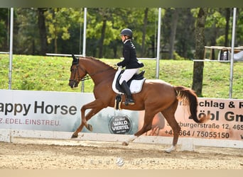 Westfaal, Ruin, 4 Jaar, 165 cm, Vos