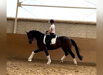 Westfaal, Ruin, 4 Jaar, 166 cm, Brauner