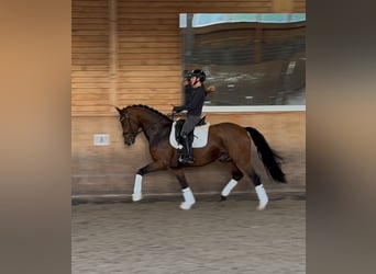 Westfaal, Ruin, 4 Jaar, 166 cm, Bruin