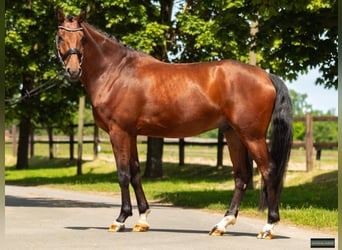 Westfaal, Ruin, 4 Jaar, 166 cm, Bruin